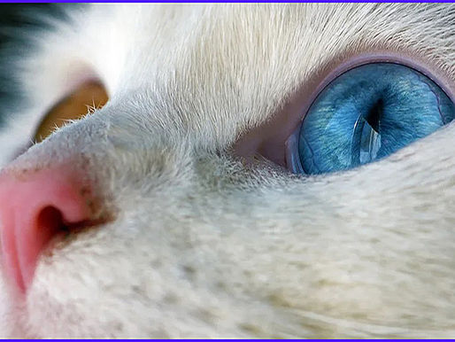 ¿Que piensan los Gatos de Nosotros?