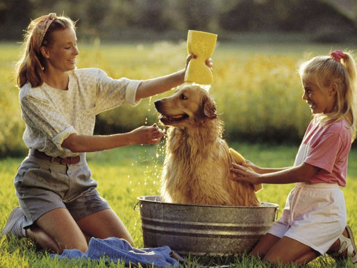 La guía definitiva para cuidar a tus mascotas en invierno.