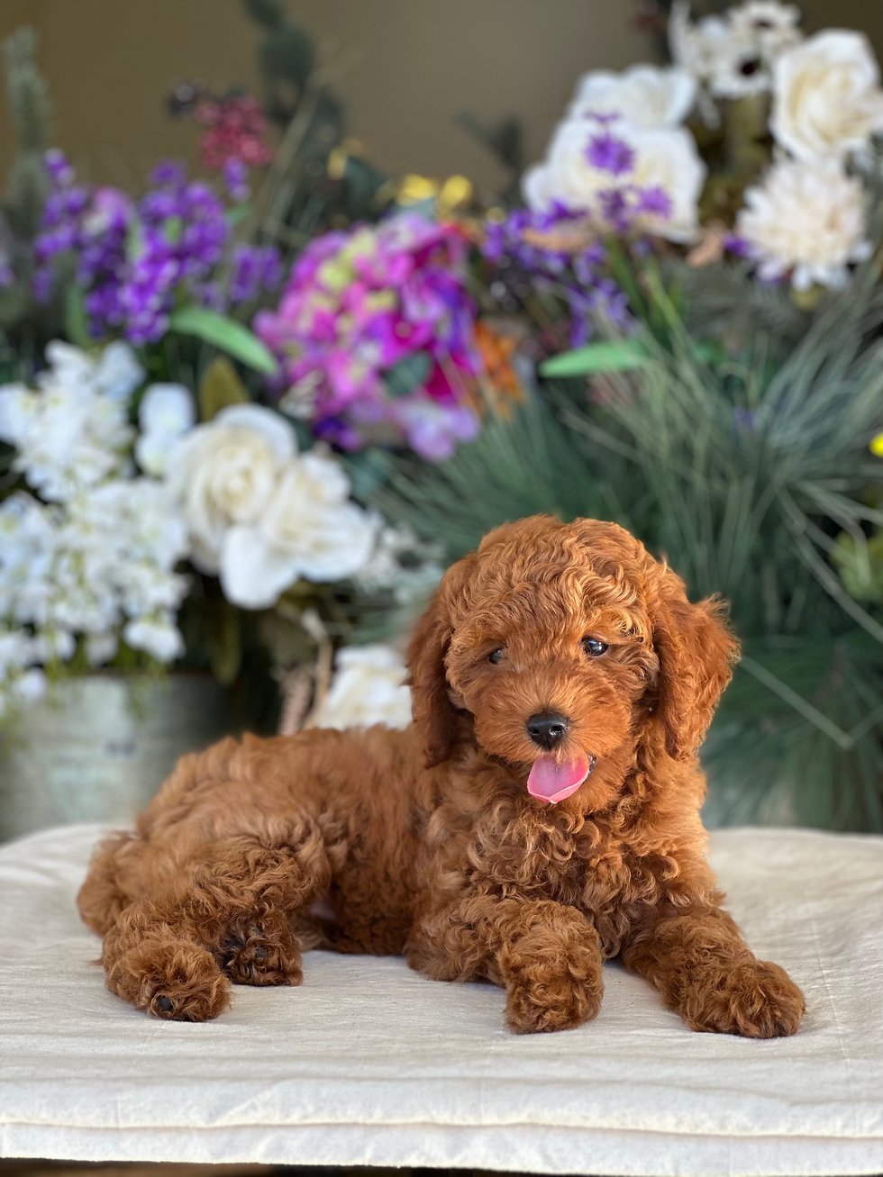 Mini Goldendoodle Hembra MGD-04-VENDIDA