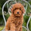 Thumbnail: Mini Toy Goldendoodle Hembra MG-S05 - Vendida 