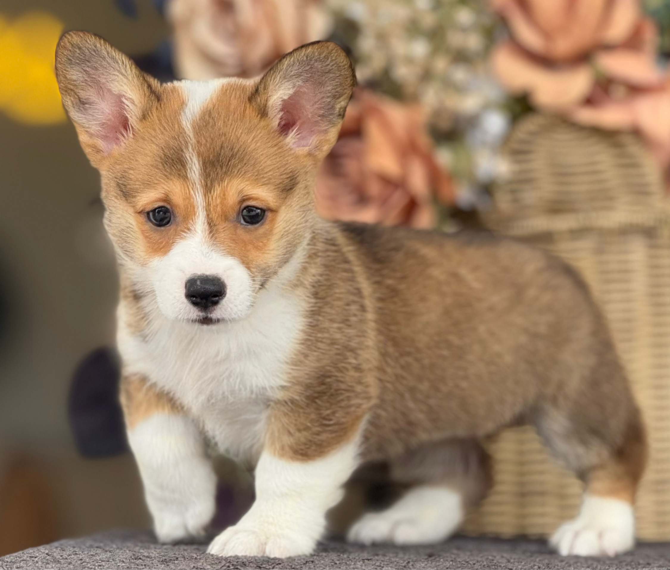 Pembroke Welsh Corgi nena WC_10 - VENDIDA