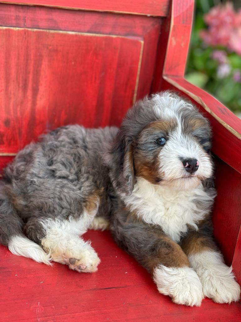 Thumbnail: MINI BERNEDOODLE Phantom Merle - Hembra #PM1 - Vendida