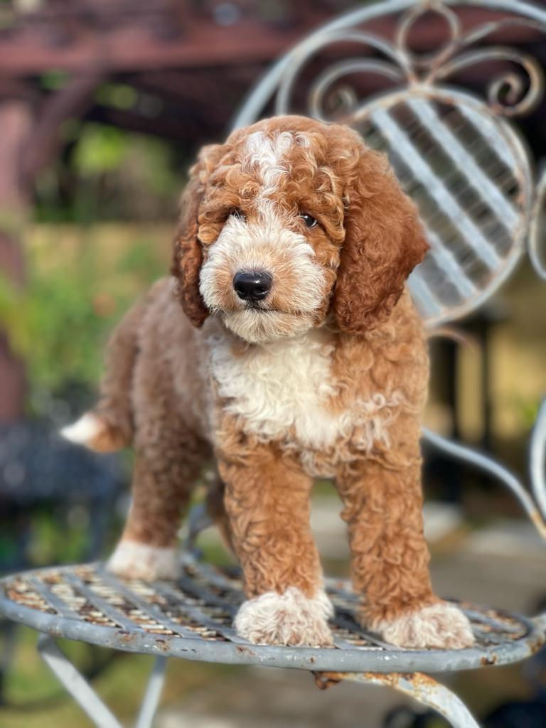 Thumbnail: Mini Goldendoodle Macho MGJ09-Vendido