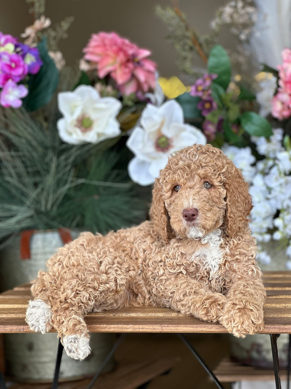 STANDARD POODLE AKC nena JAN12 #3-VENDIDA