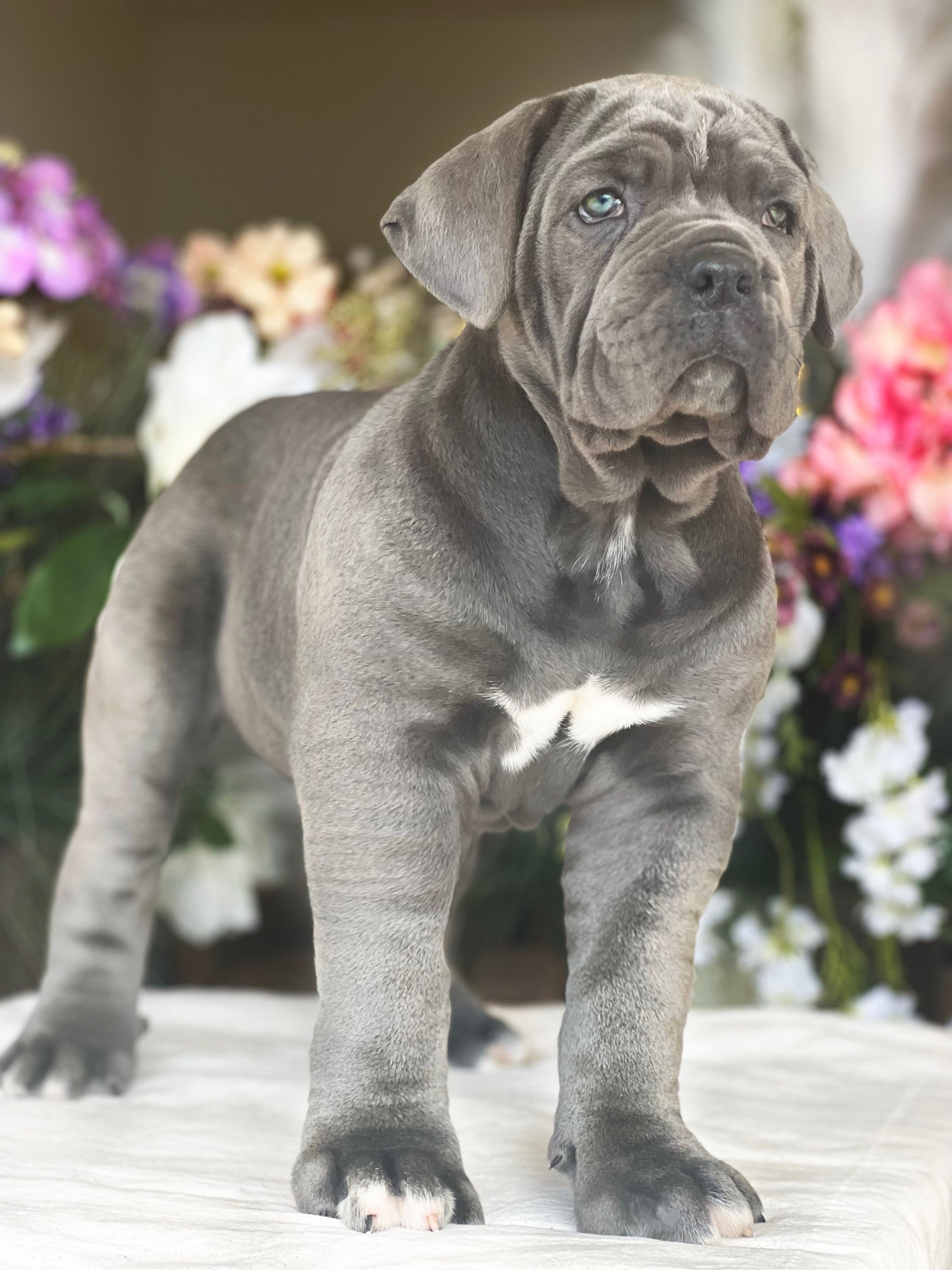 Cane Corso Macho-VENDIDO
