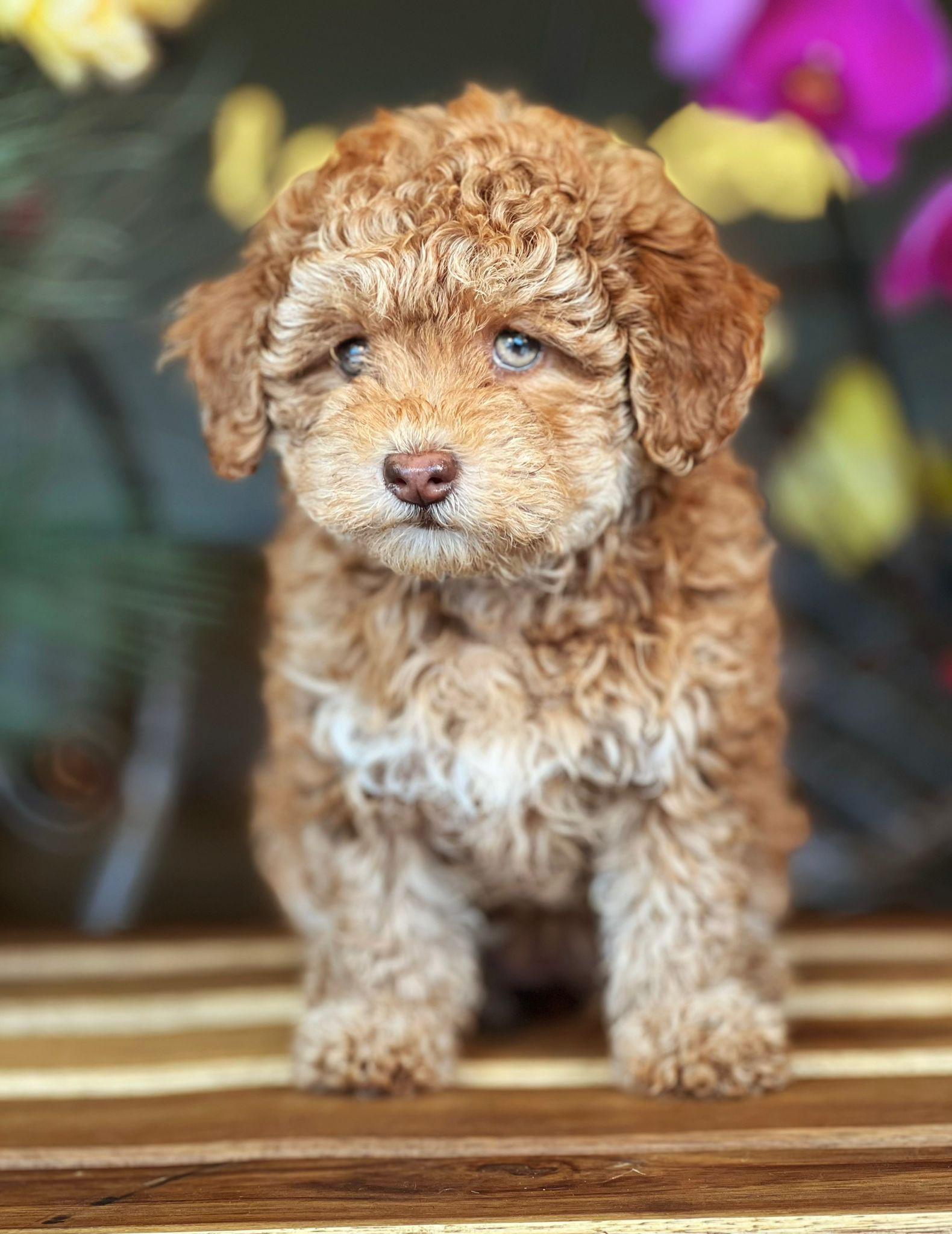 Toy POODLE Phantom C-Hembra TPA-03 vendido