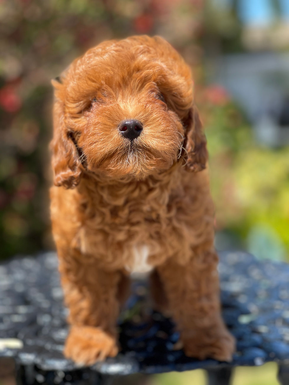 Miniatura: Cavapoo #1 - HEMBRA - Vendida