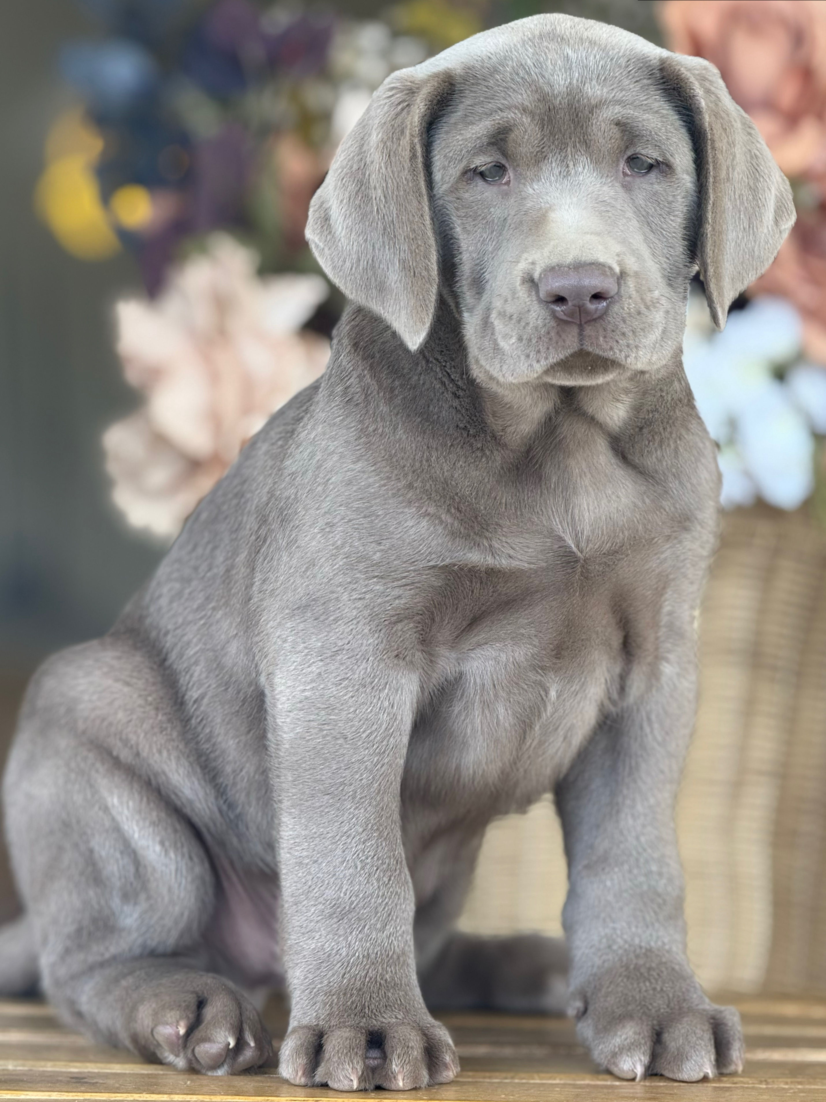 Labrador Retriever Silver nene AKC LR-01-Financiamiento Disponible