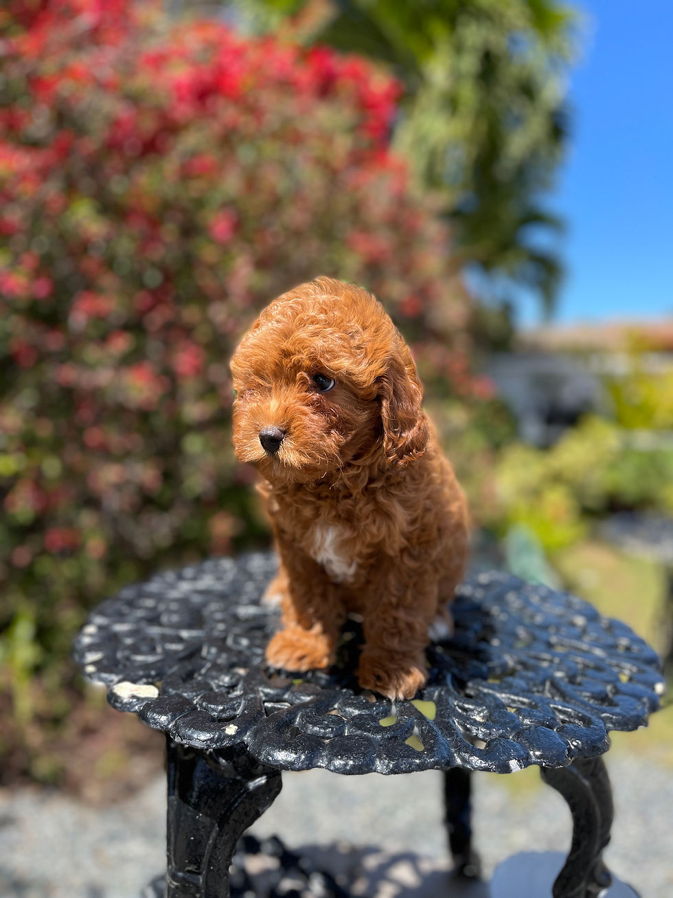 Miniatura: Cavapoo #1 - HEMBRA - Vendida