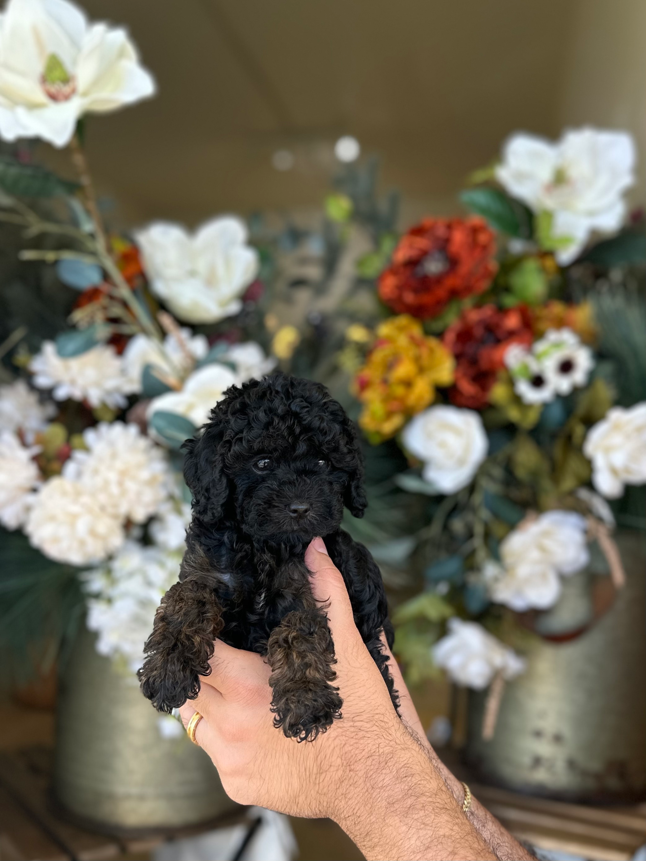 Toy poodle hembrita MTP - 07-VENDIDA