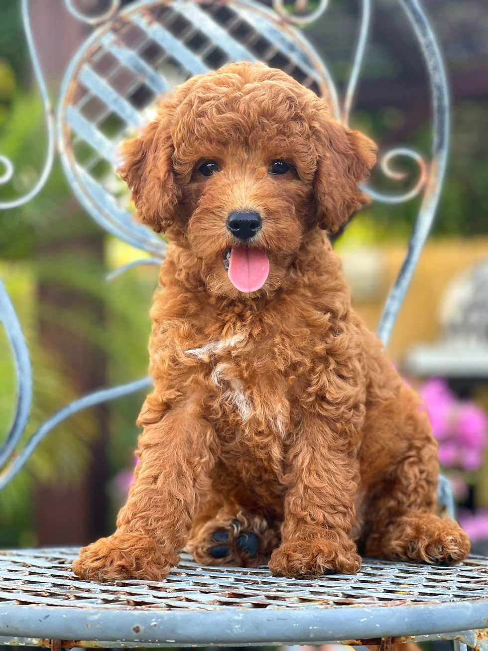 Thumbnail: Mini goldendoodle Hembrita MGSE-03 -Vendida