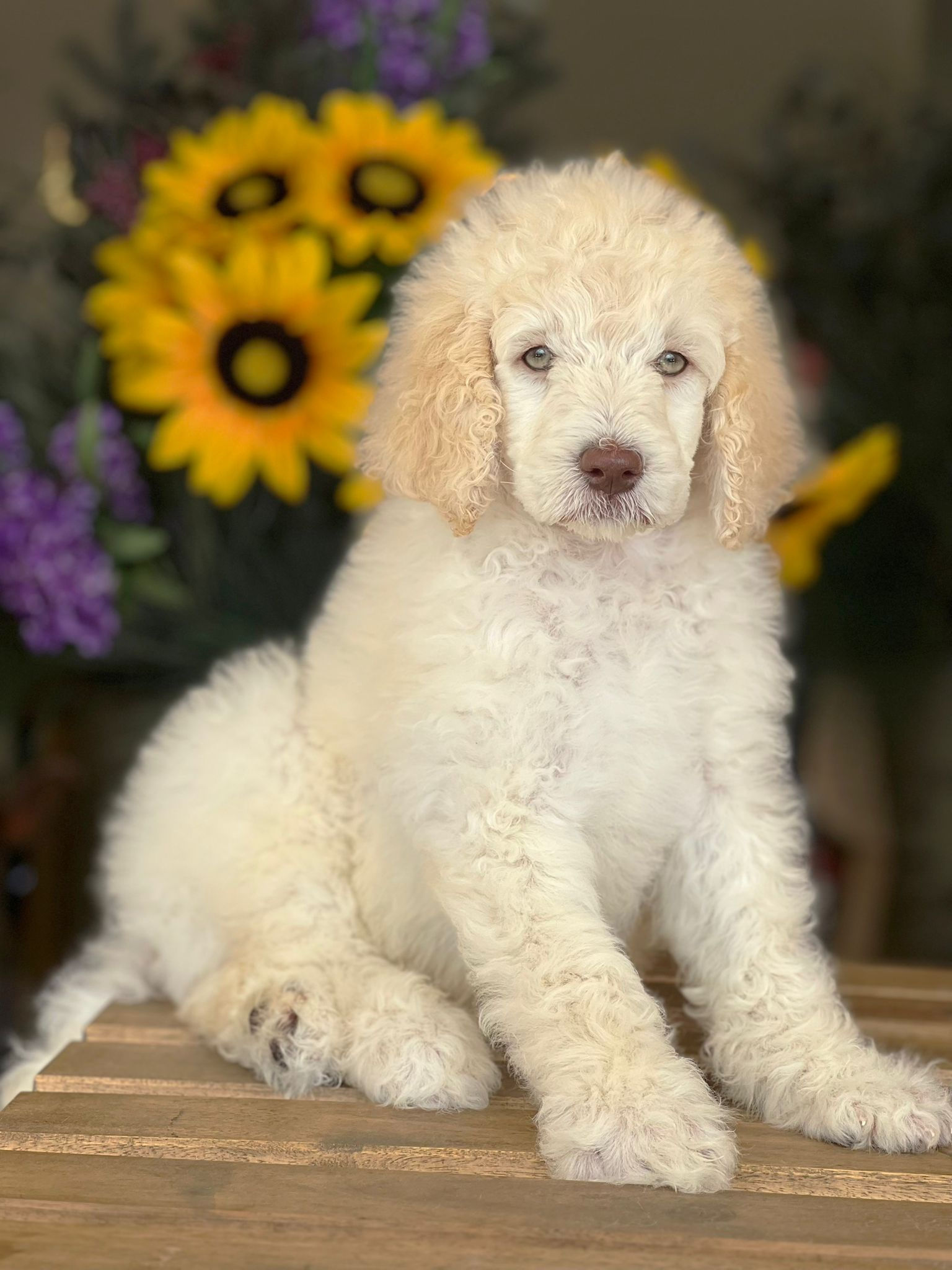 STANDARD POODLE Macho - SPM-06 vendido