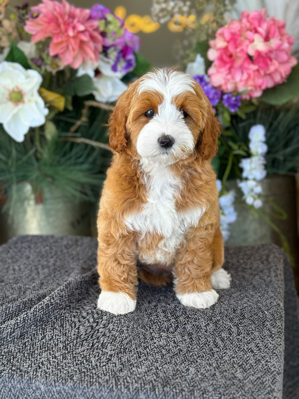 Mini Goldendoodle ID:2786-VENDIDA