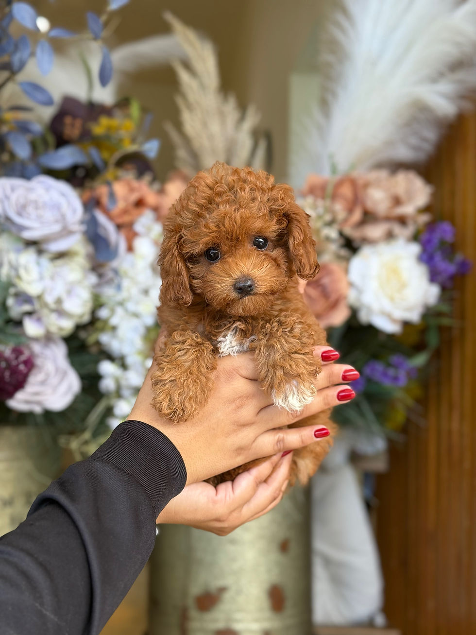 Mini Poodle Nena 2 - VENDIDA
