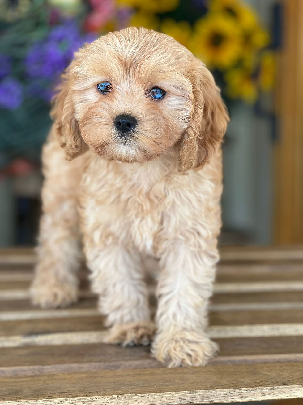 Cavapoo hembrita #CPJ-01 vendida