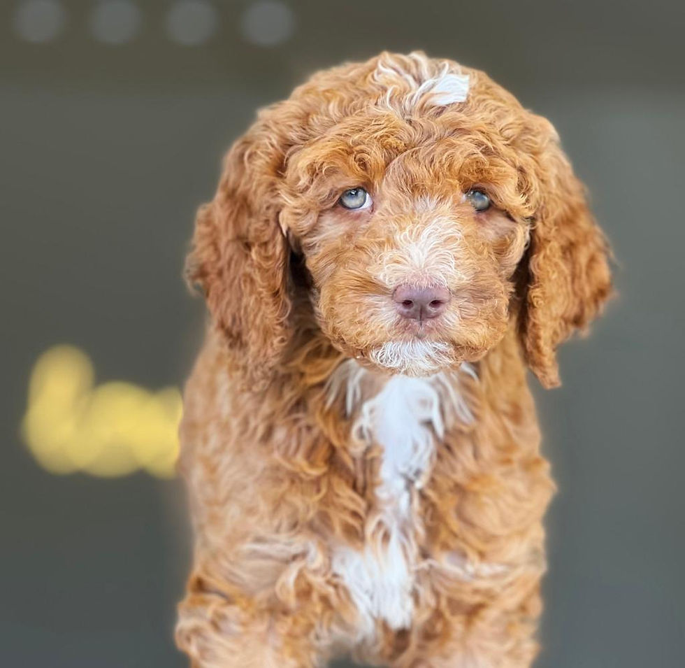 STANDARD POODLE - SPF-01 Vendida