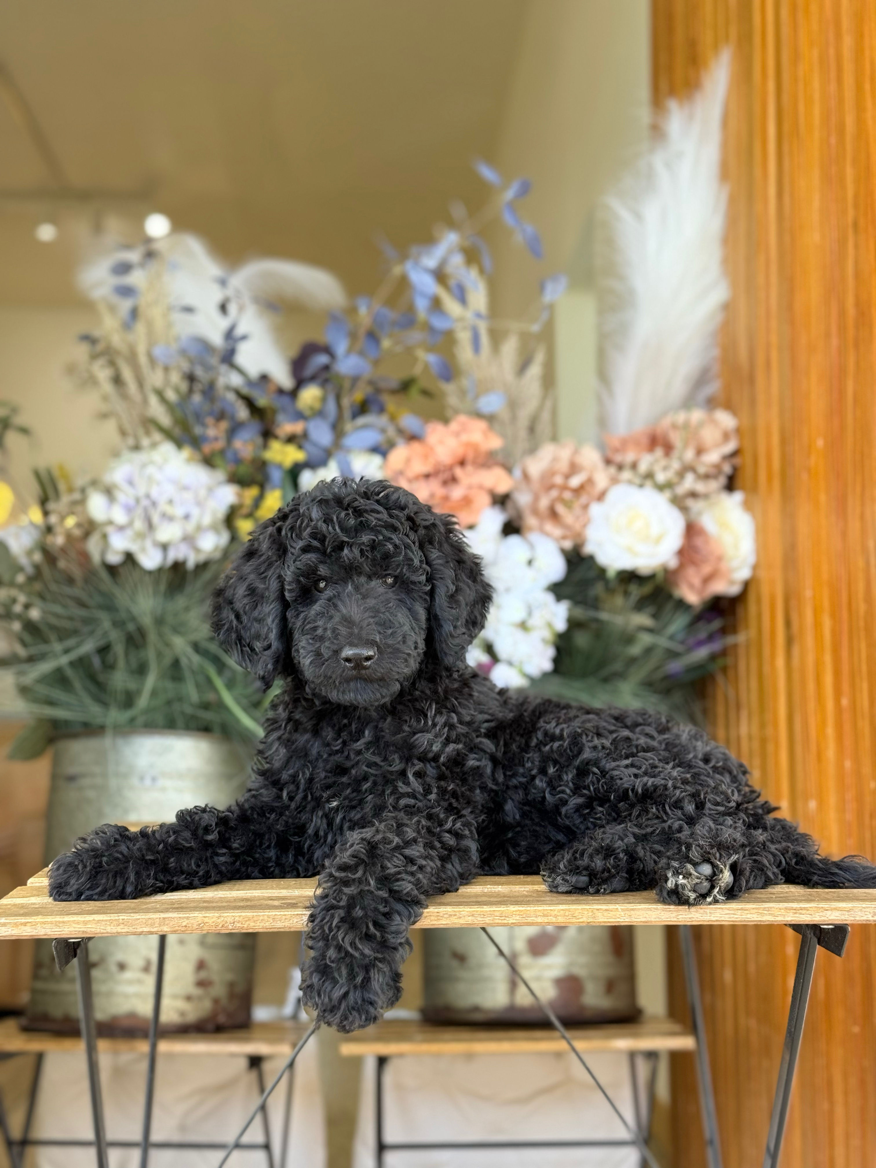 Standard Poodle hembra -SPD-02 - VENDIDA