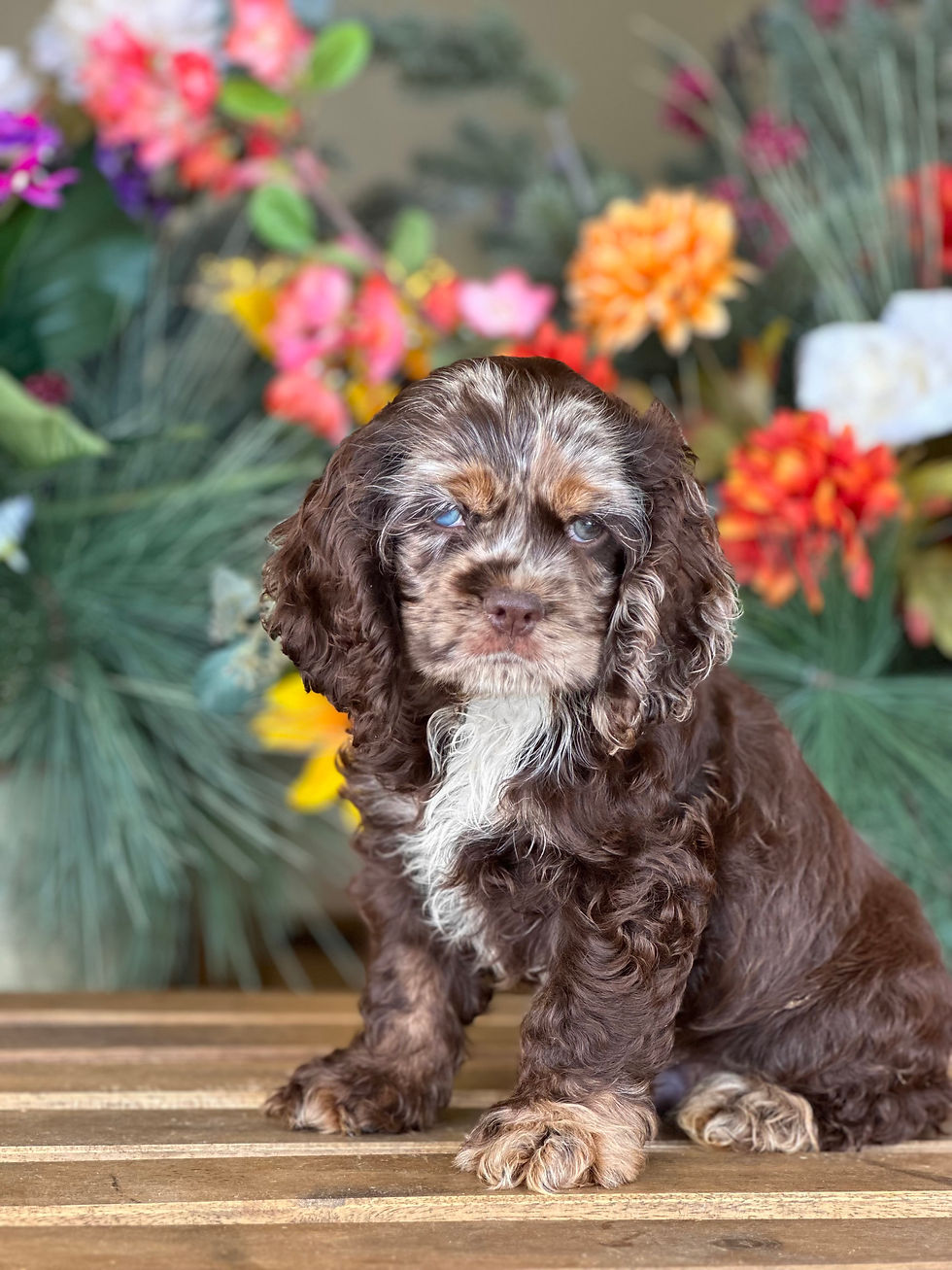 Cocker Spaniel #009 - Macho -Merle Vendido