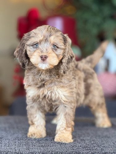 Cockapoo Merle Type Cockapoo Merle nena CM-04 - VENDIDA | Los Osos PR