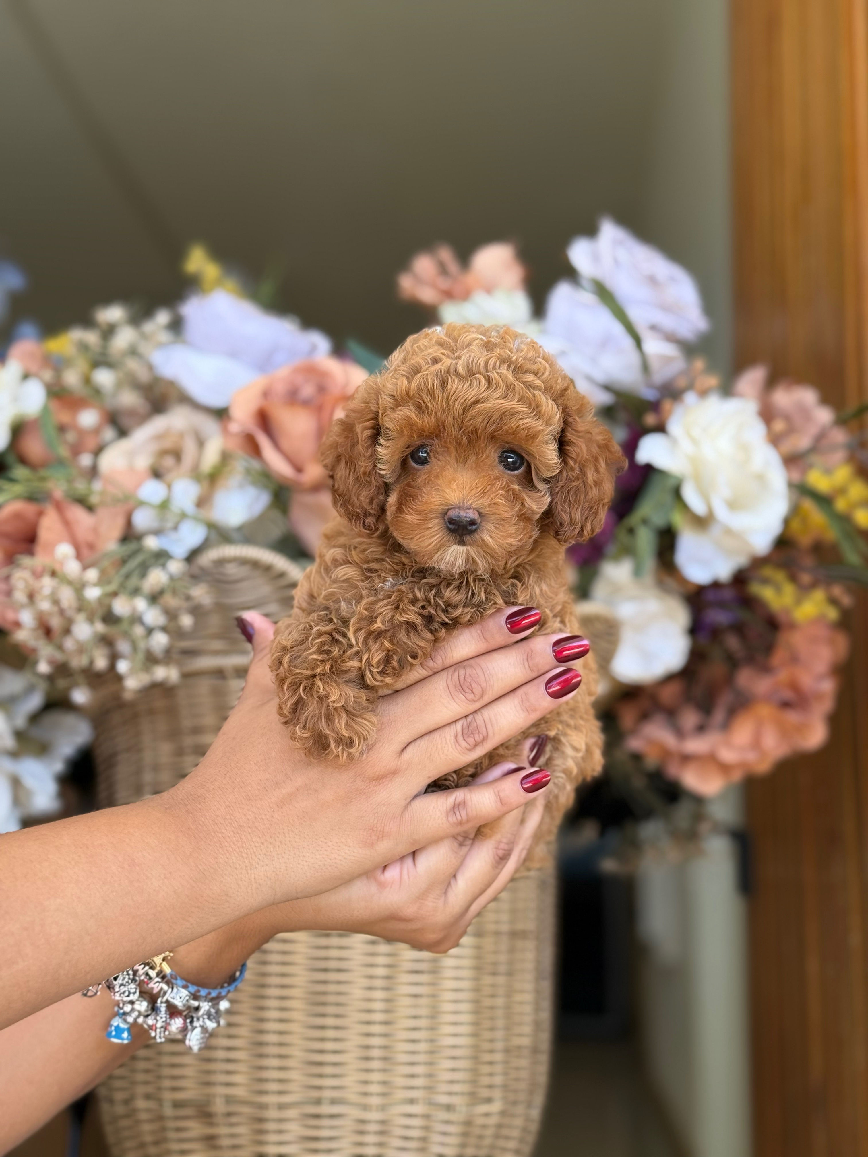 Toy Poodle  nena TP_27 -Financiamiento Disponible