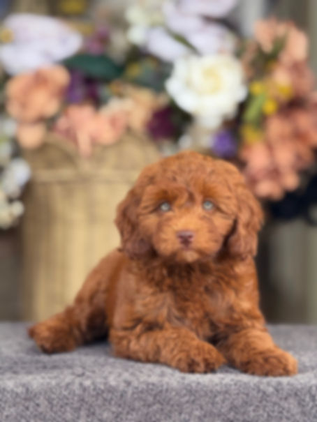 Mini Goldendoodle nena MG_17 - Financiamiento Disponible 