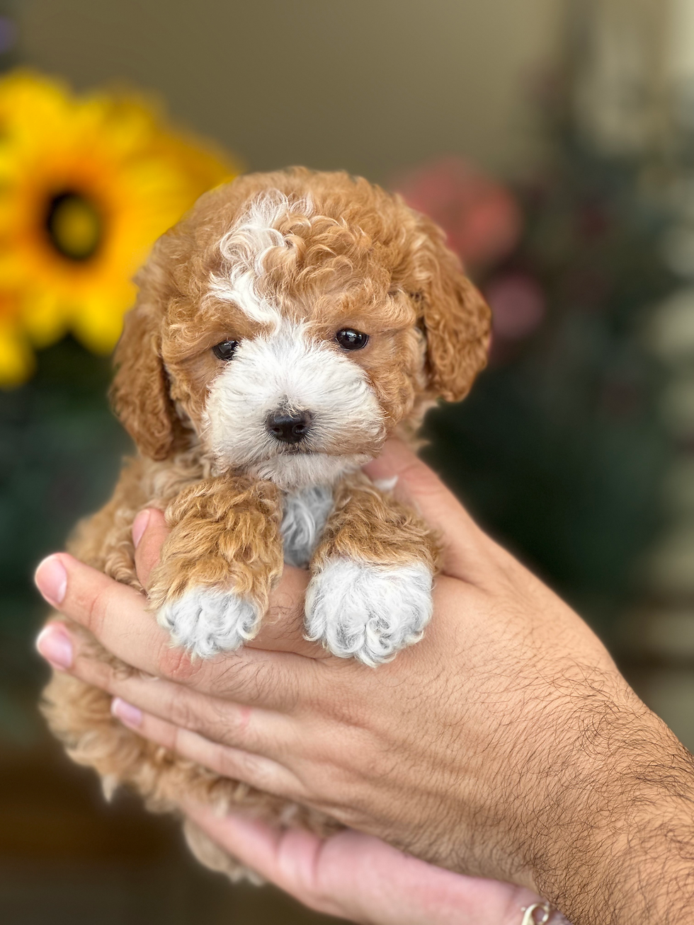Toy POODLE -Hembra TPM-01 vendida