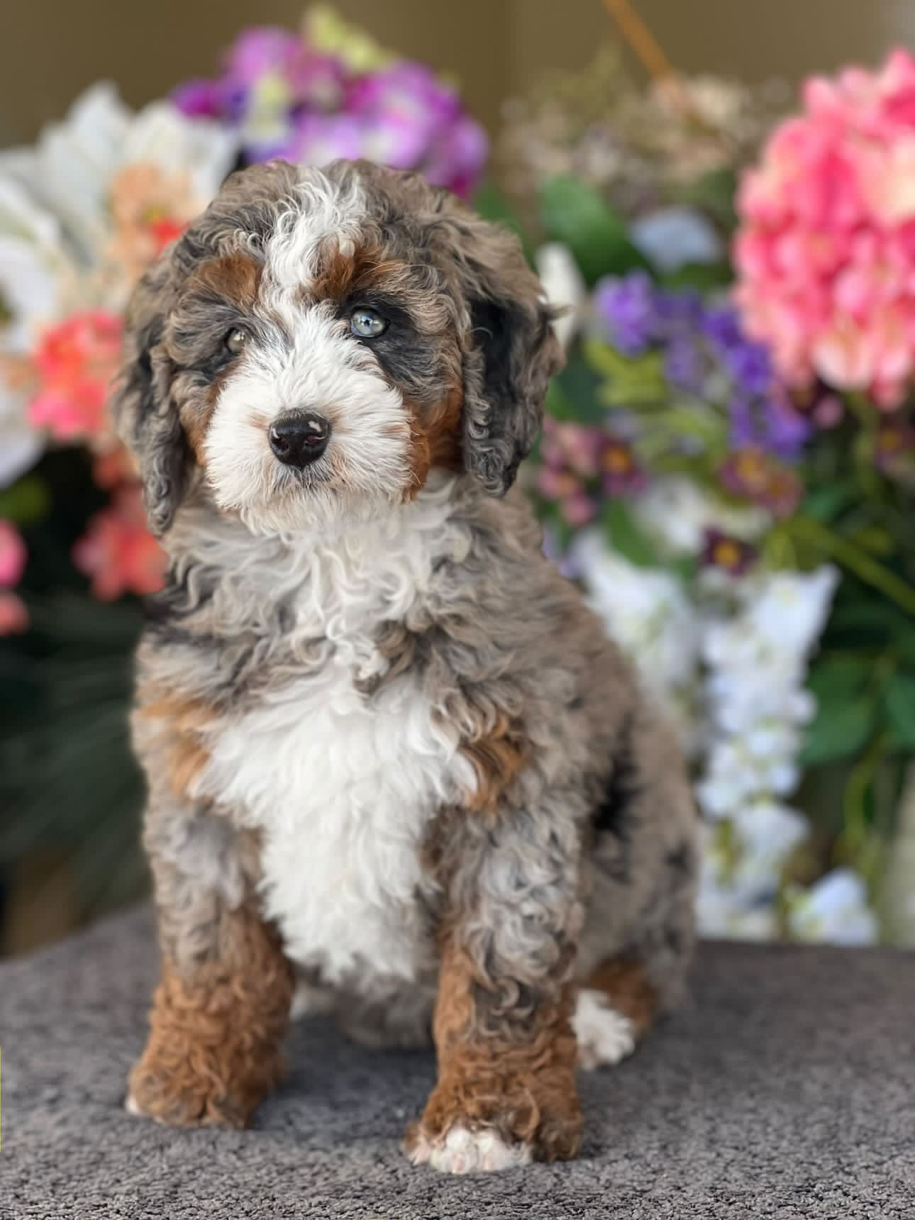 Mini Bernedoodle hembra merle #mb2-VENDIDA