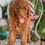 Miniatura: STANDARD POODLE Rojo Ojos verde- Hembra AKC Reunited 02 - Vendida