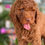 Miniatura: STANDARD POODLE Rojo Ojos verde- Hembra AKC Reunited 02 - Vendida