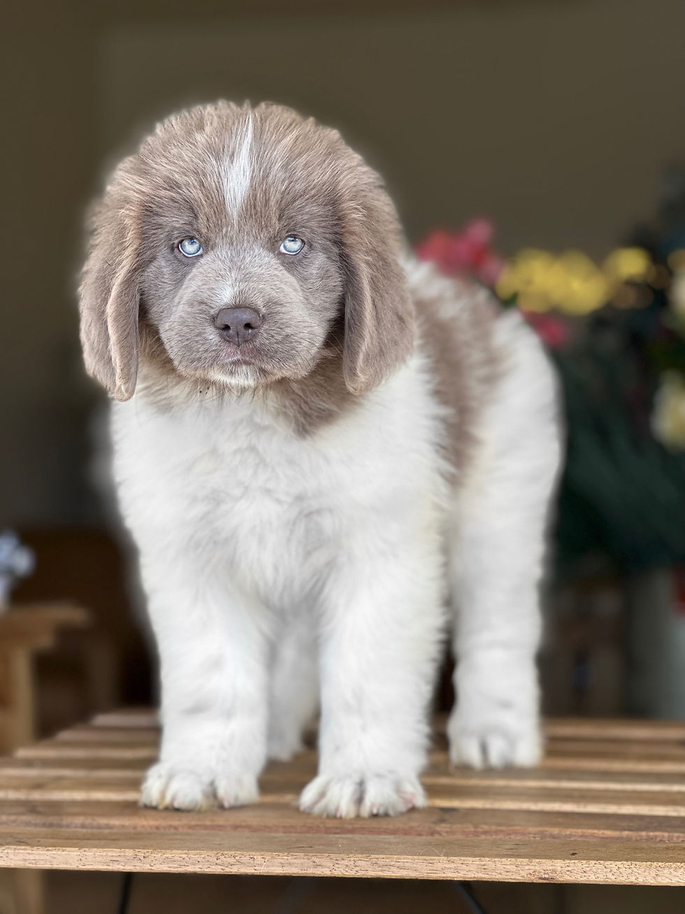 Newfoundland Hembra-VENDIDA