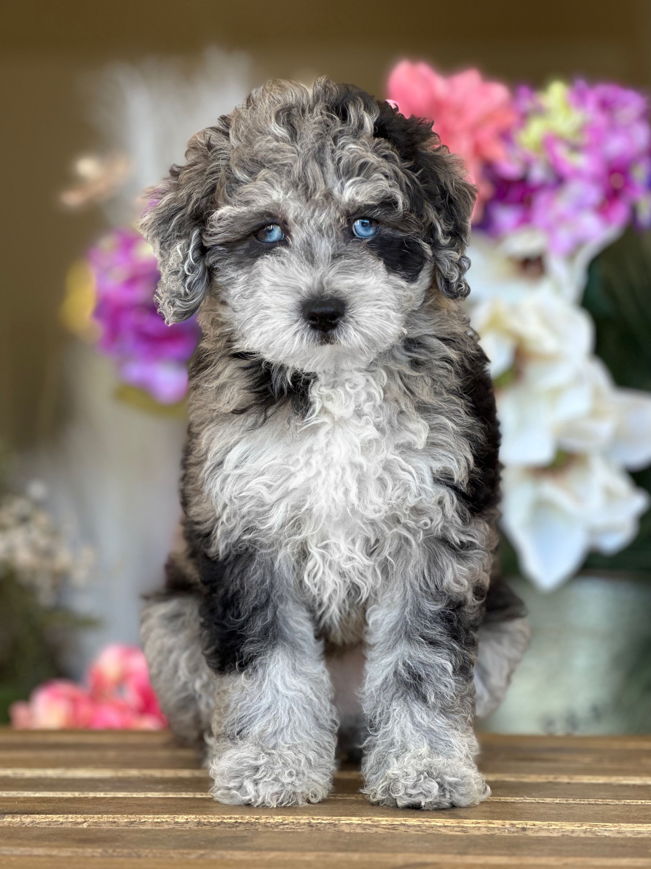 Toy  Newfypoo Merle -  ID: 7968