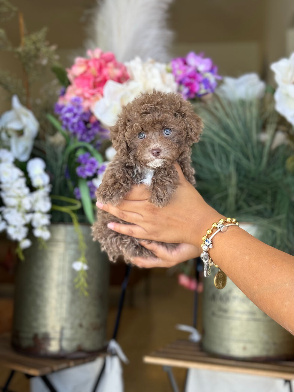 Toy Poodle - ID:2783-VENDIDA