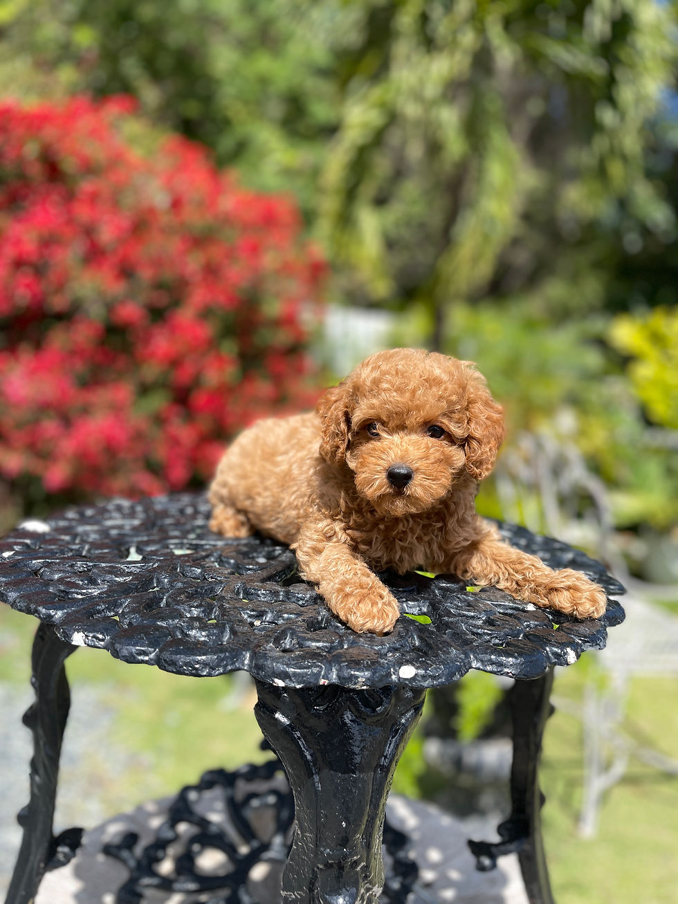 TOY POODLE #3 - FEMALE SOLD