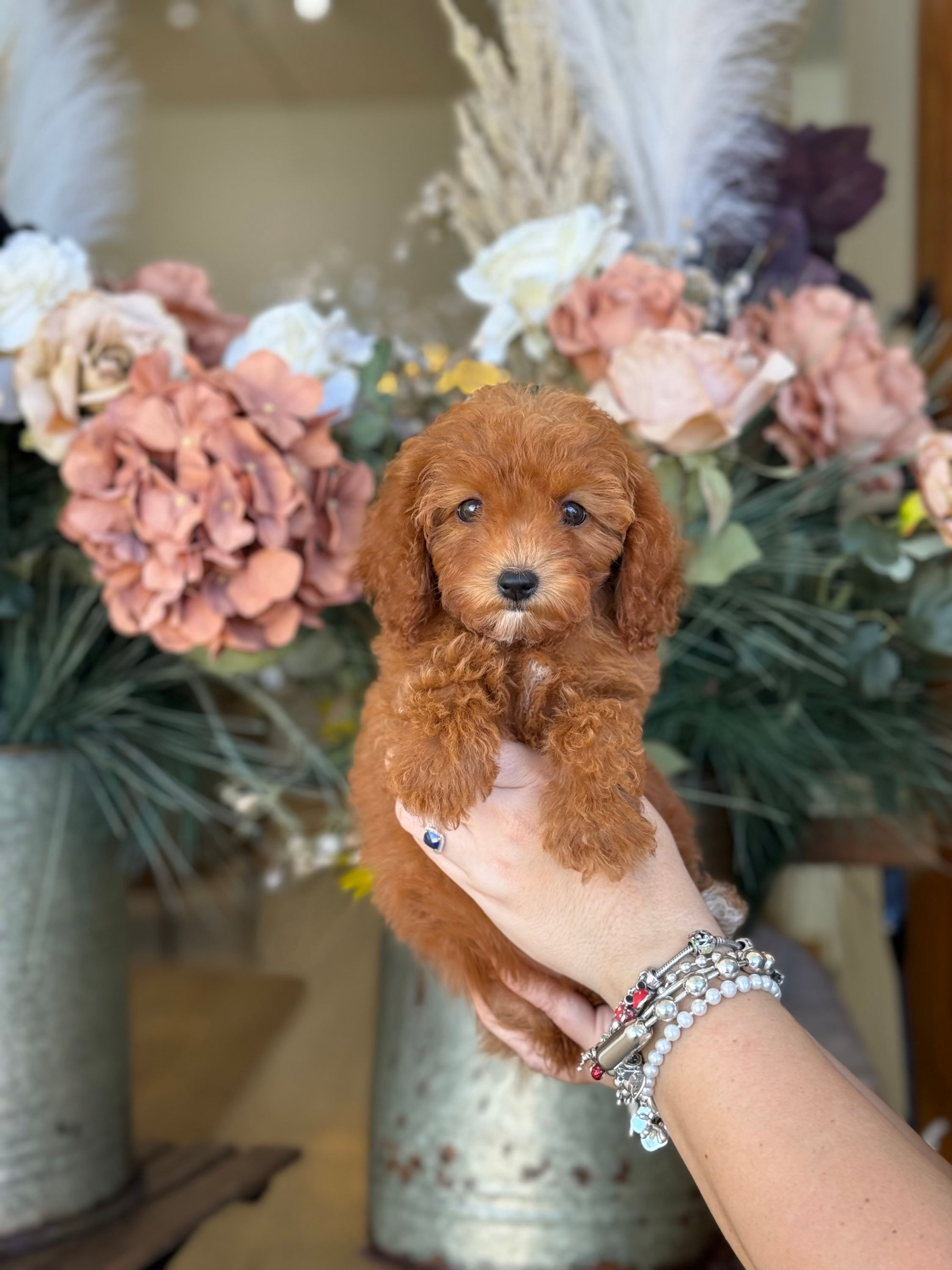Mini Toy poodle hembra 2- VENDIDA