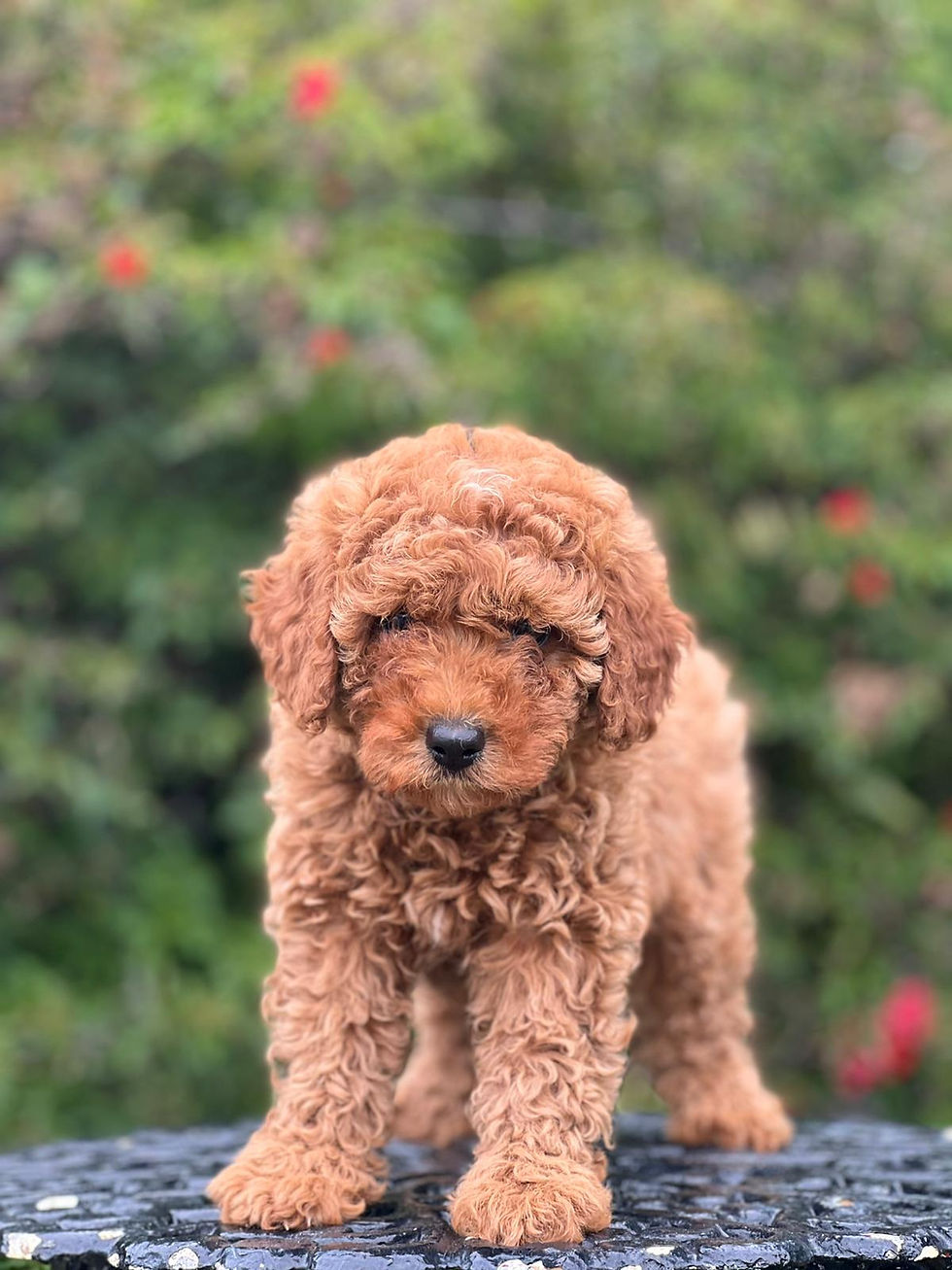 Thumbnail: Cavapoo  -Hembra -001 - Vendida