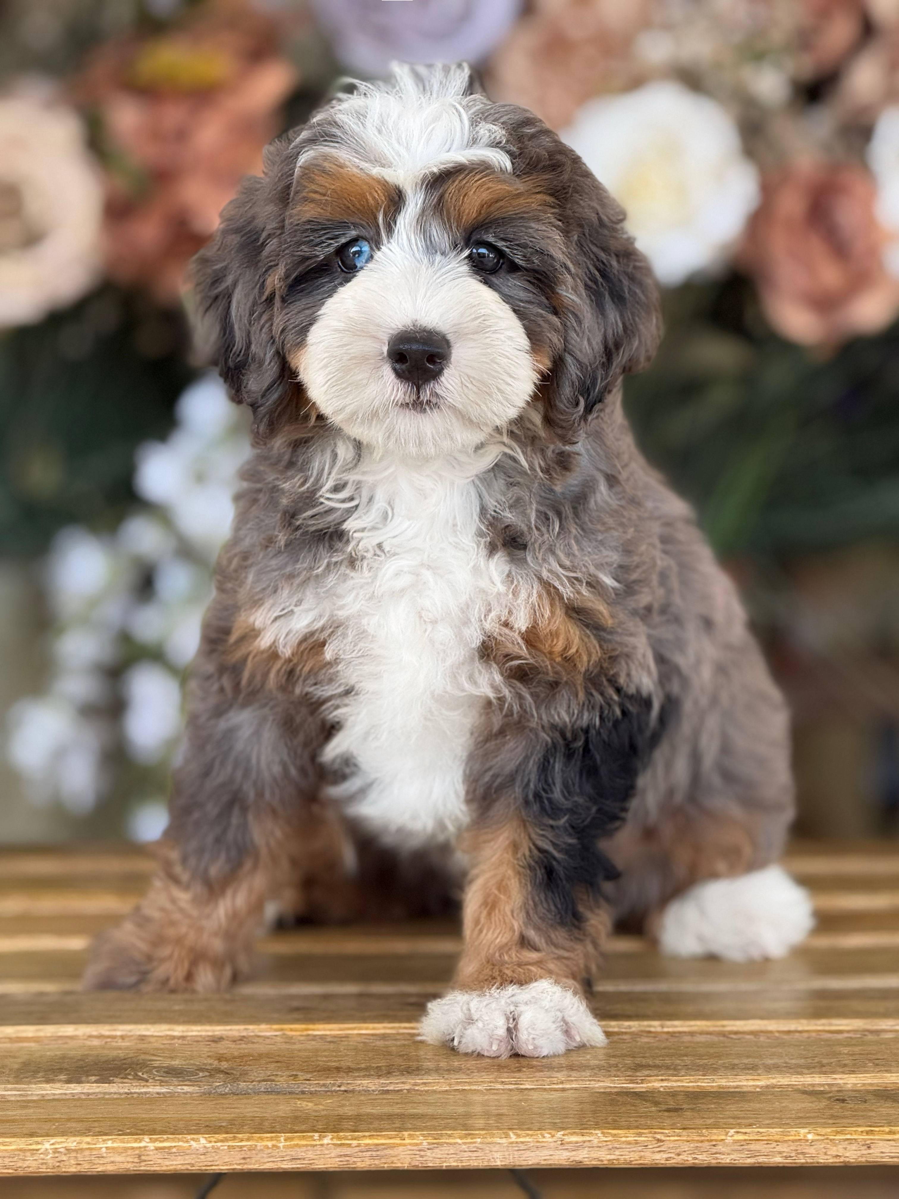 Mini Bernedoodle Tri merle #MBJL-02n - VENDIDA
