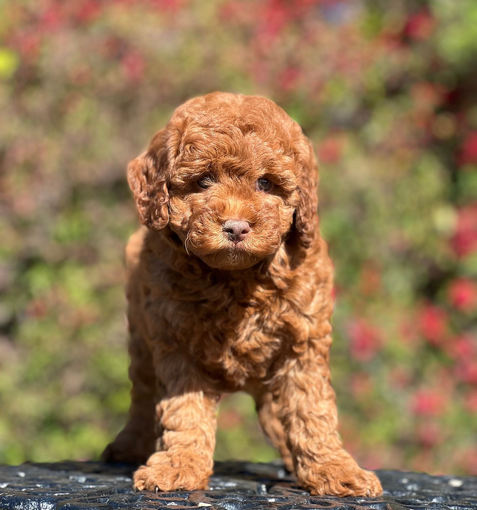 Mini GOLDENDOODLE #71 - hembra - Vendida