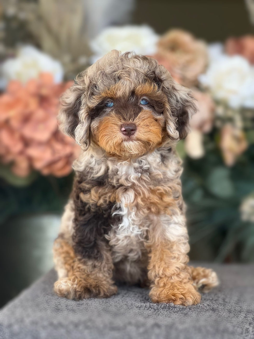 Cockapoo choco merle hembra #CP-04-VENDIDA