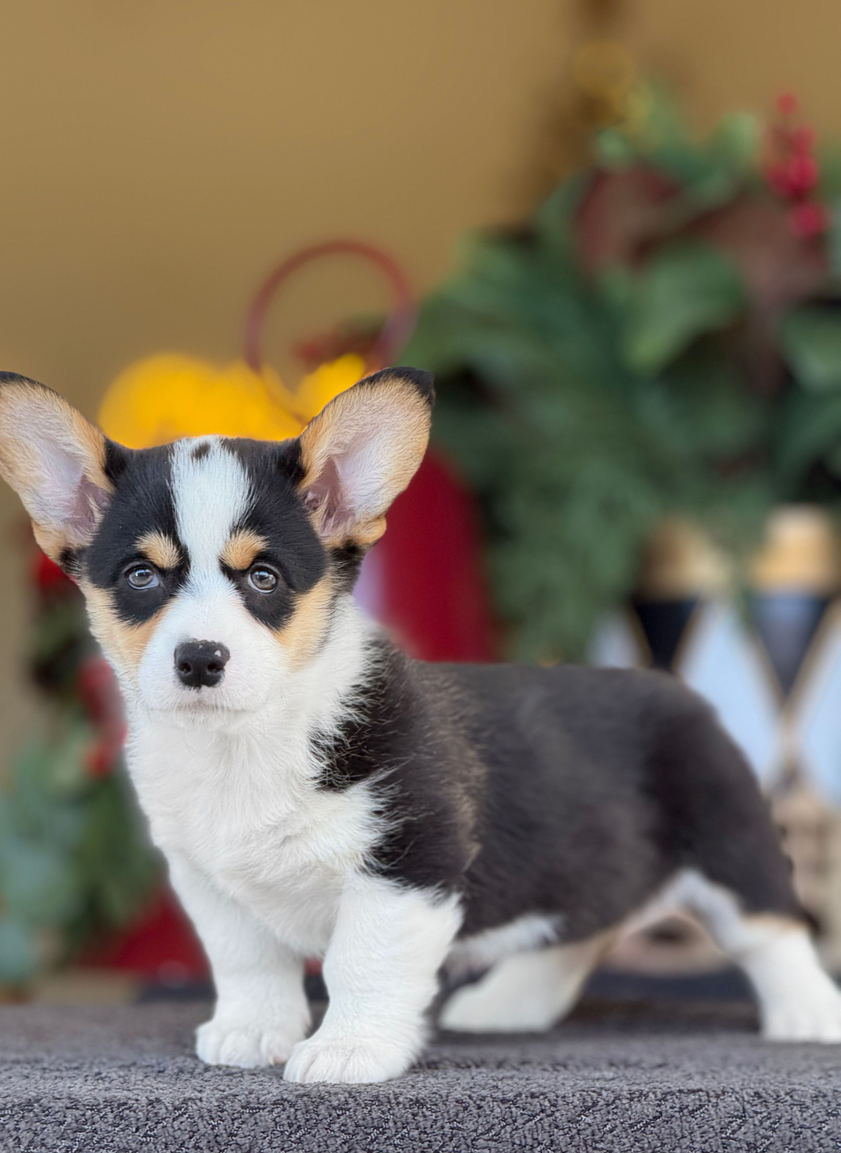 Pembroke Welsh Corgi nena WC_03 $1,995 Financiamiento Disponible