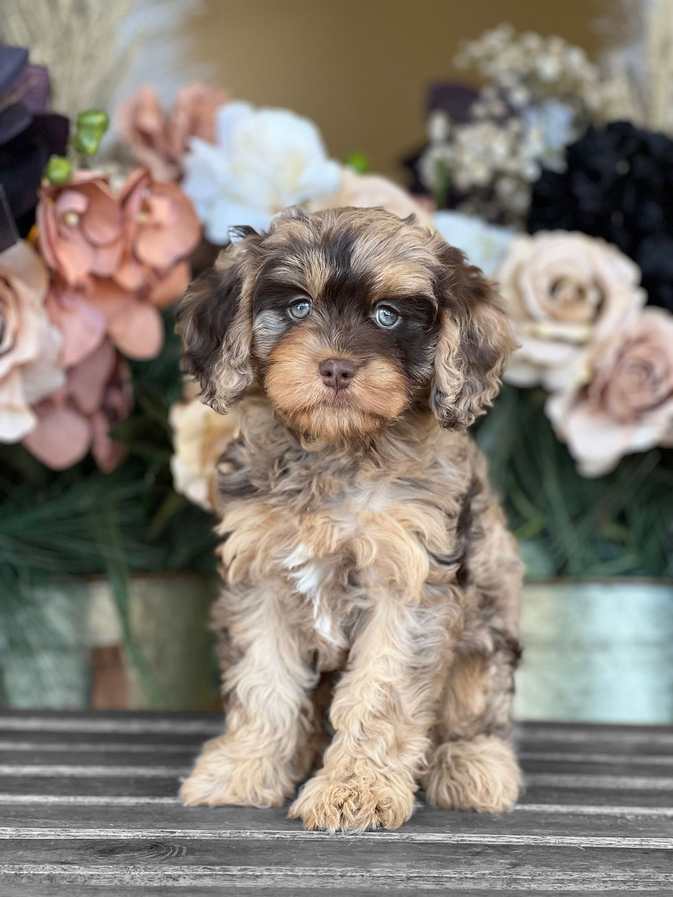 Doodle Puppies PR, Doodle Breeders Puerto Rico | Los Osos PR