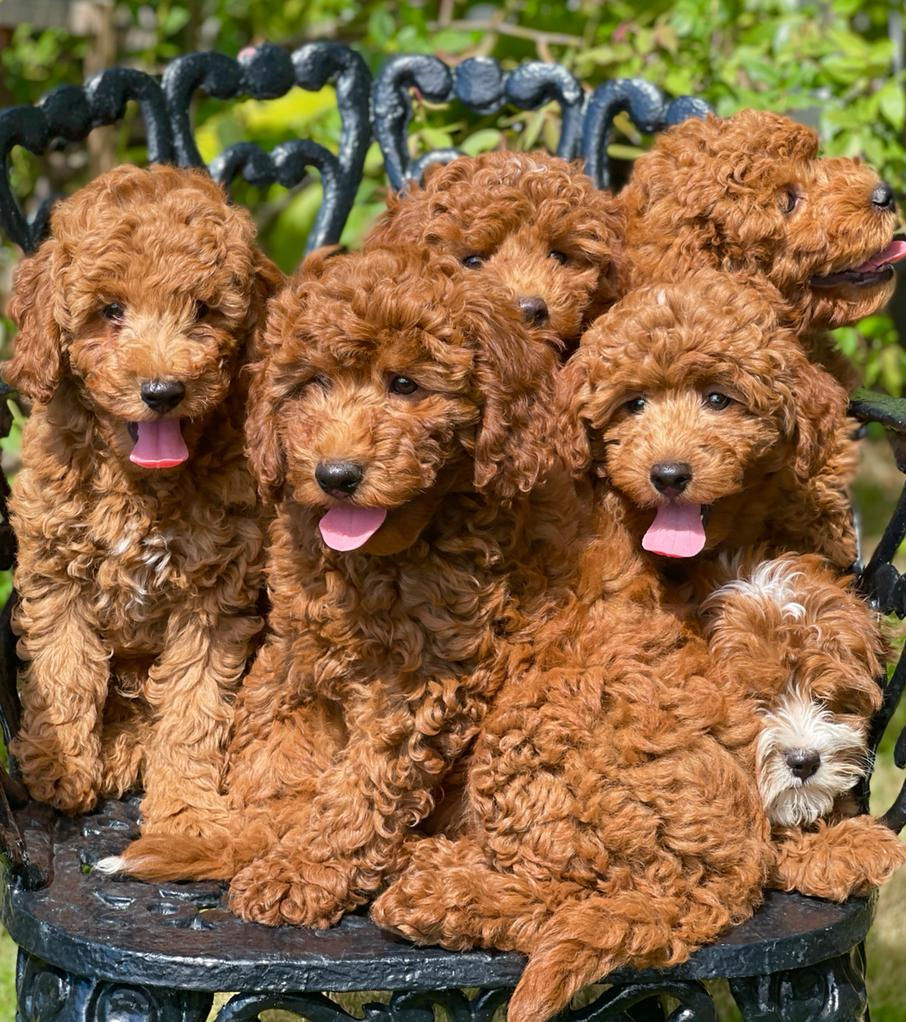 Thumbnail: Mini GOLDENDOODLE #004 -Hembra - Vendida