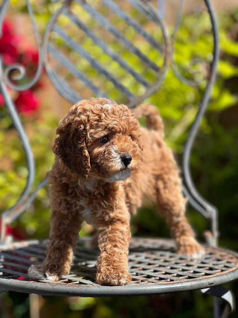 Micro Toy goldendoodle Hembrita DECMT-15I Vendida