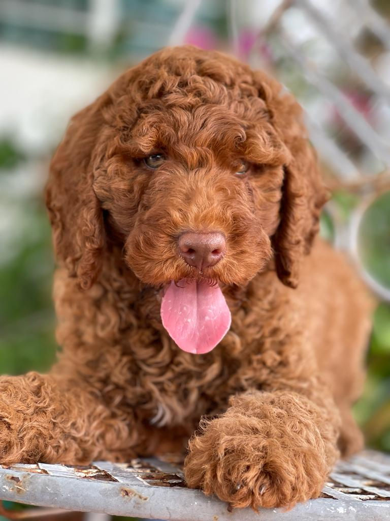 Thumbnail: STANDARD POODLE Rojo Ojos verde- Hembra AKC Reunited 02 - Vendida