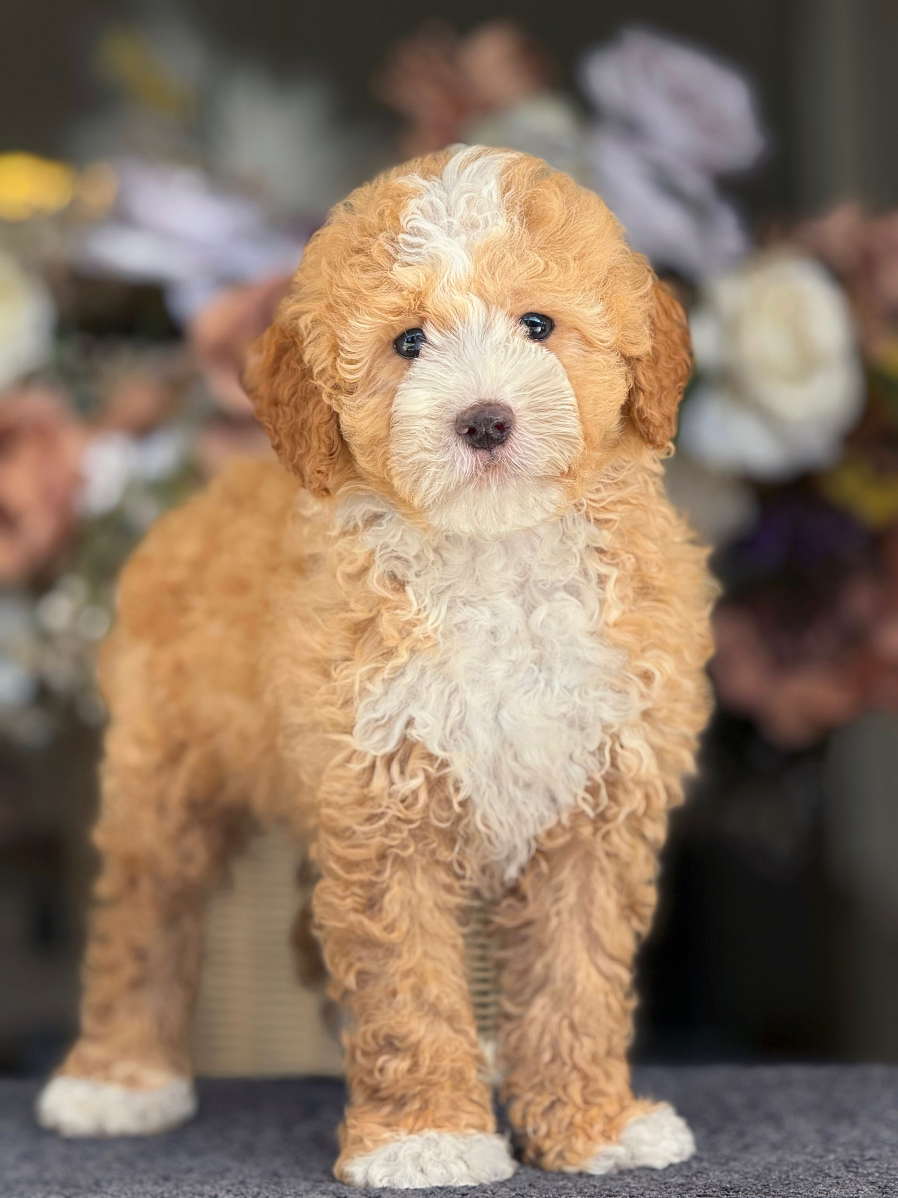 Mini Bernedoodle Nene MB-31 - Financiamiento Disponible