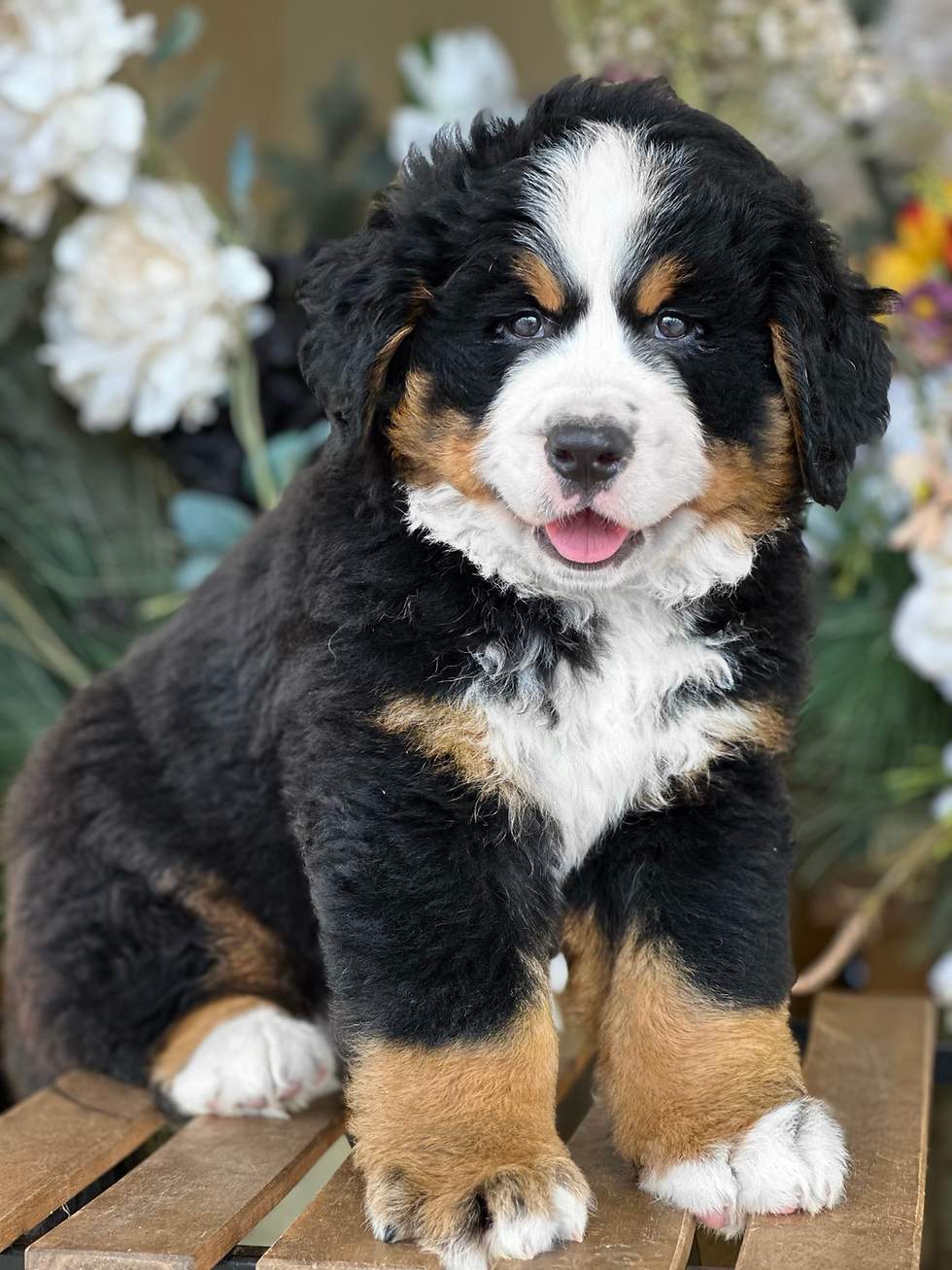 Bernese Montain Full Breed AKC BM-01-VENDIDO