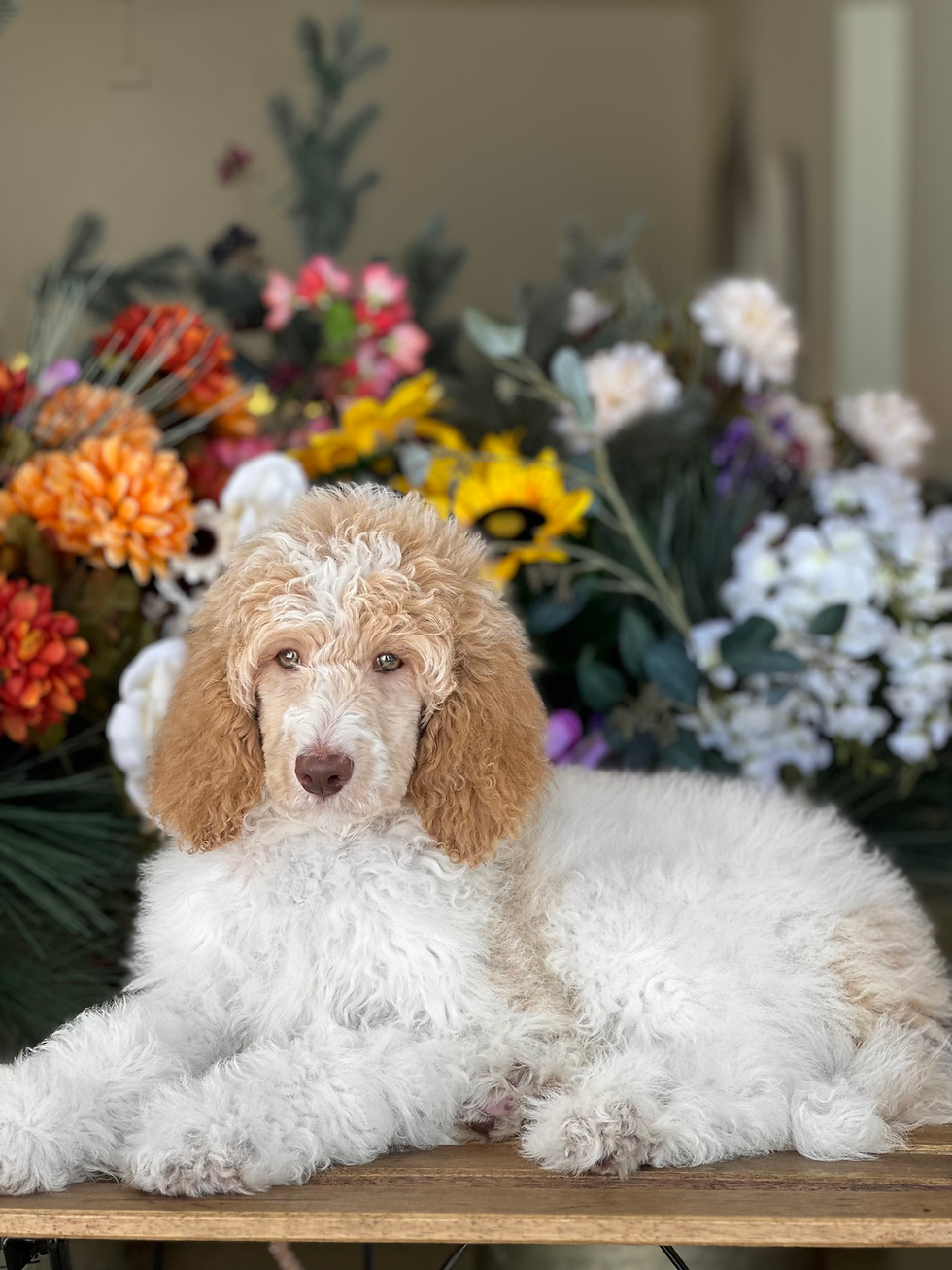 STANDARD POODLE male -SPJL-03