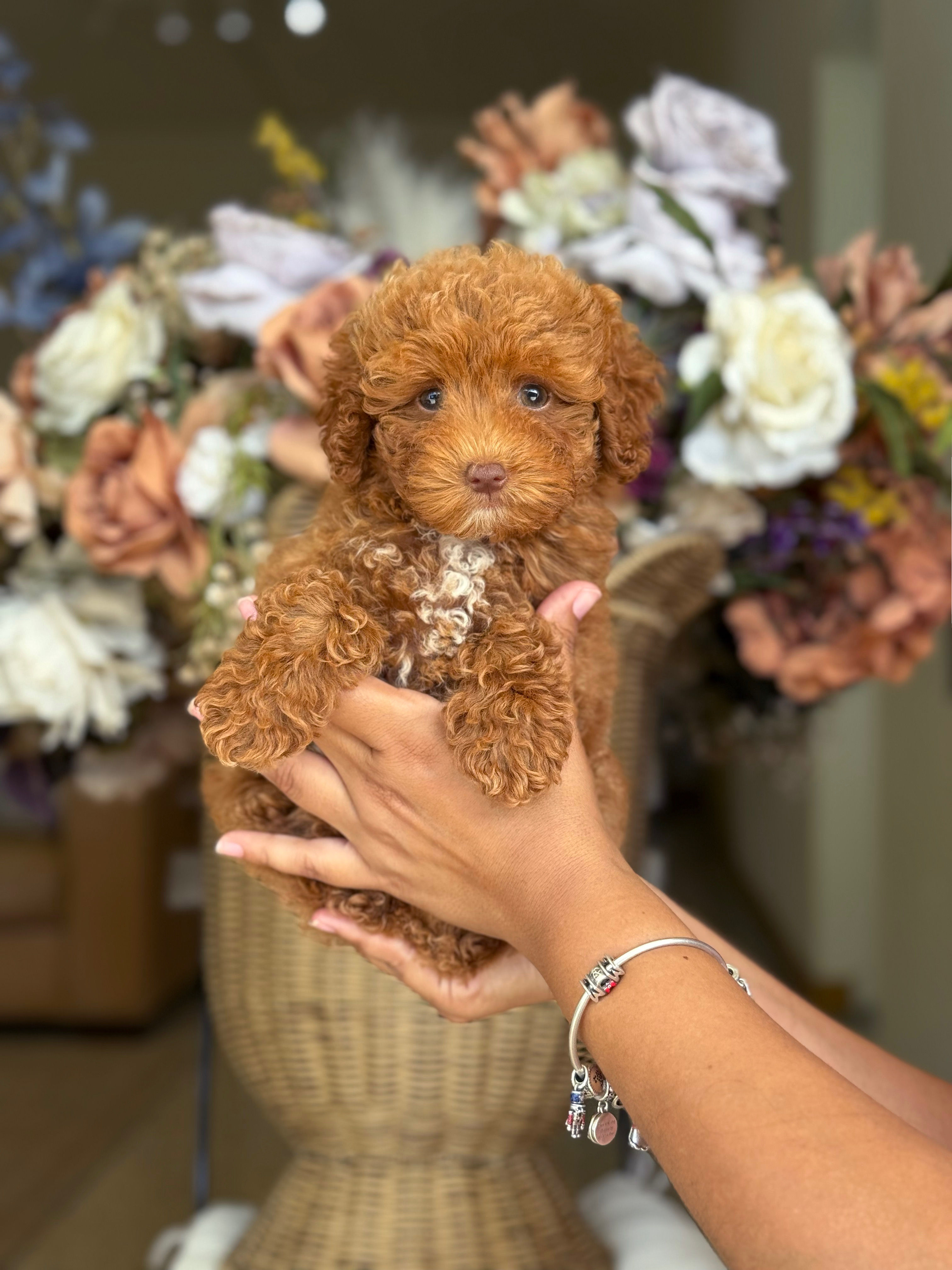 Mini Poodle nena MTP_16-Financiamiento Disponible