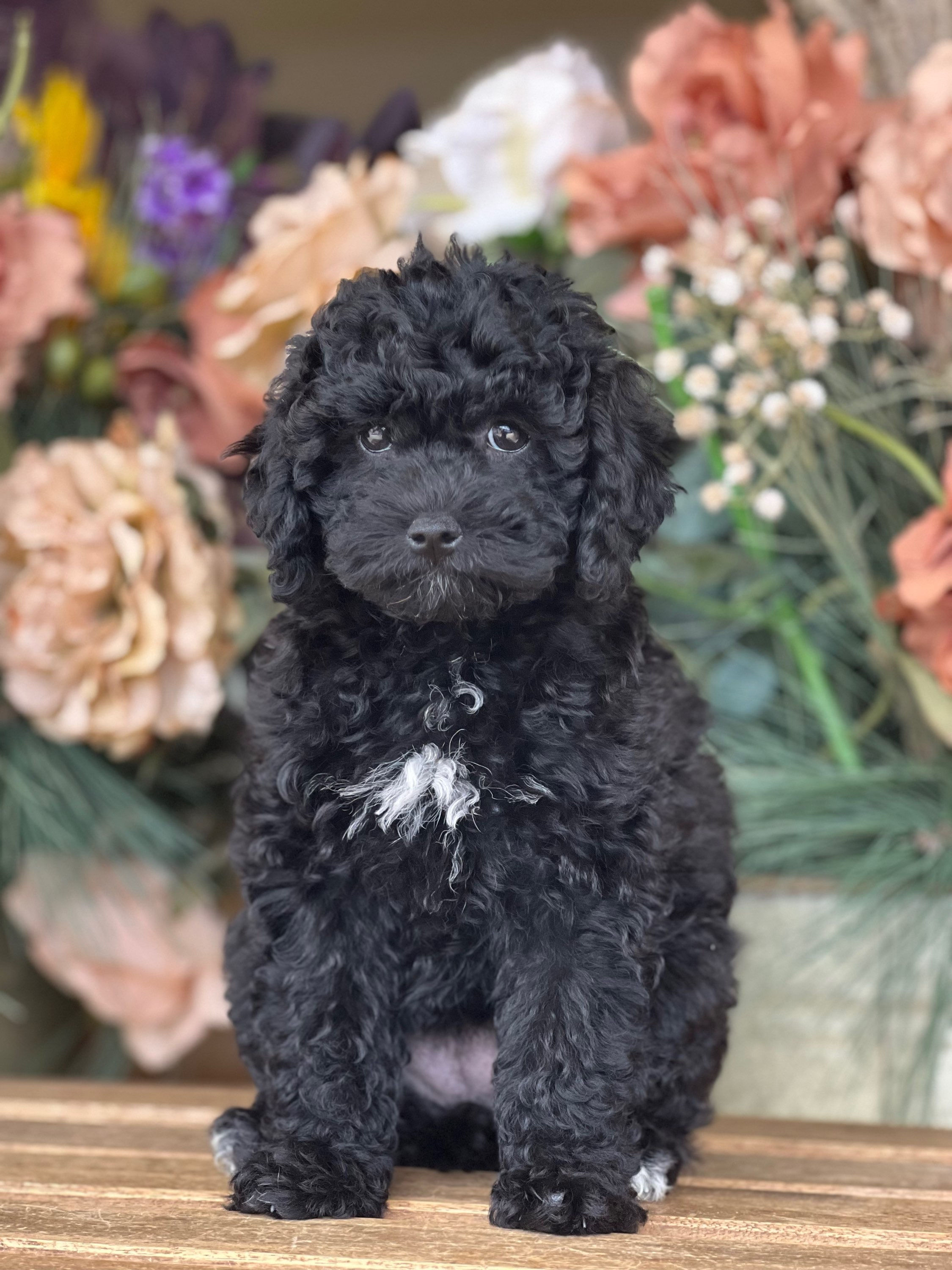 Toy poodle hembra AKC TP 1-VENDIDA
