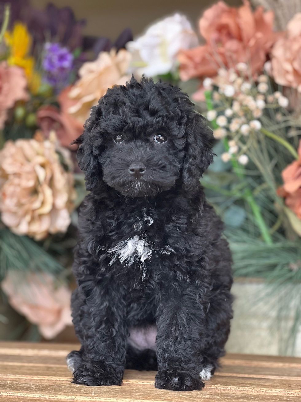 Toy poodle hembra AKC TP 1-VENDIDA