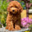Thumbnail: Mini Goldendoodle Hembra MG-SE01 -Vendida 